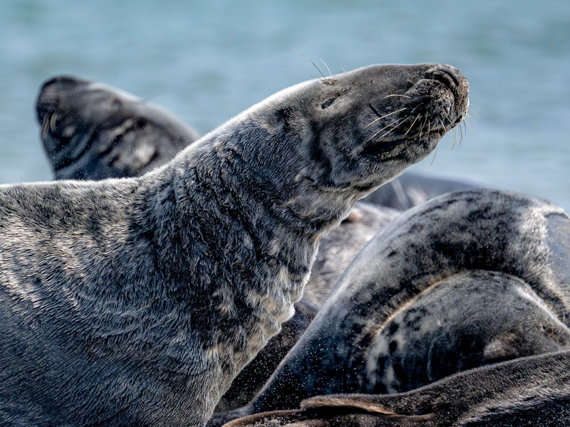 Der Bestand der Kegelrobben in der südlichen Nordsee steigt seit Jahren kontinuierlich an. (Archivbild) - Foto: Sina Schuldt/dpa