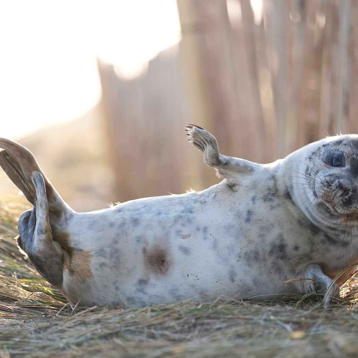 Kegelrobben-Babys sind an ihrem weißen Fell zu erkennen und daher gut aus der Luft zu zählen. (Archivbild) - Foto: Joe Giddens/PA Wire/dpa