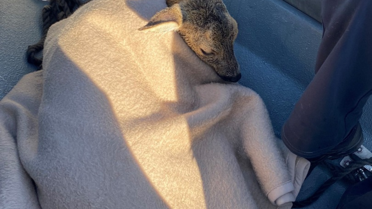 LWSPA M-V: (Korrektur) Kurioser Einsatz: Reh im Hafenbecken des Überseehafens Rostock erwischt - Wasserschutzpolizei MV beendet tierischen Badespaß - Foto: presseportal.de