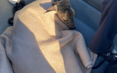 LWSPA M-V: (Korrektur) Kurioser Einsatz: Reh im Hafenbecken des Überseehafens Rostock erwischt - Wasserschutzpolizei MV beendet tierischen Badespaß - Foto: presseportal.de