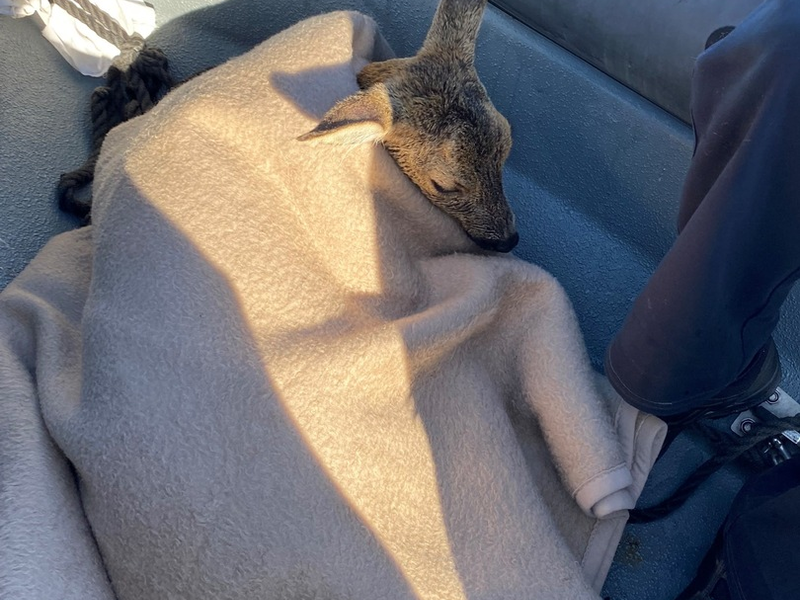 LWSPA M-V: (Korrektur) Kurioser Einsatz: Reh im Hafenbecken des Überseehafens Rostock erwischt - Wasserschutzpolizei MV beendet tierischen Badespaß - Foto: presseportal.de