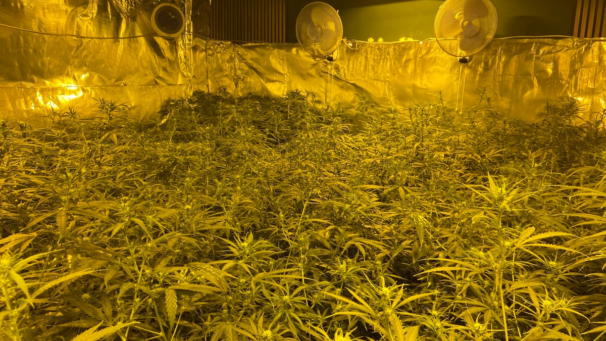 POL-PPTR: Nachtragsmeldung: Bandenkriminalität - Länderübergreifender Einsatz gegen illegalen Cannabisanbau und -handel [unsere Meldung von 08:12 Uhr] - Foto: presseportal.de