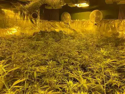 POL-PPTR: Nachtragsmeldung: Bandenkriminalität - Länderübergreifender Einsatz gegen illegalen Cannabisanbau und -handel [unsere Meldung von 08:12 Uhr] - Foto: presseportal.de