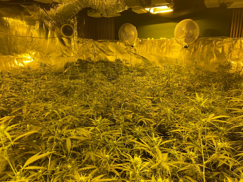 POL-PPTR: Nachtragsmeldung: Bandenkriminalität - Länderübergreifender Einsatz gegen illegalen Cannabisanbau und -handel [unsere Meldung von 08:12 Uhr] - Foto: presseportal.de