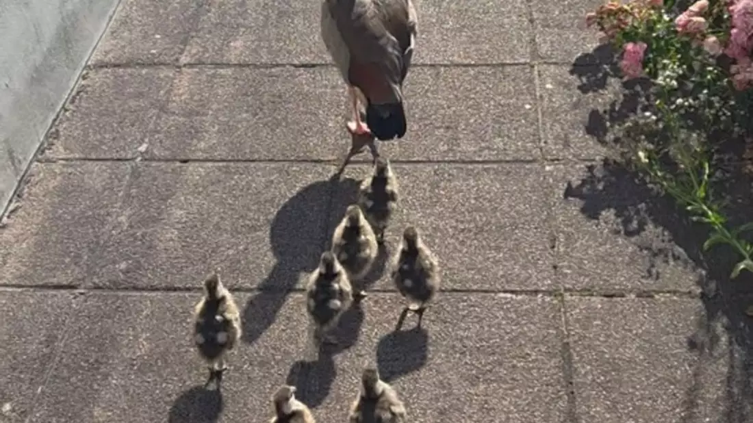 POL-PIZW: Odyssee der Nilgänse - Bild: presseportal.de