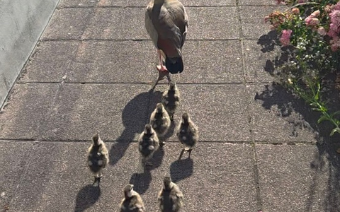 POL-PIZW: Odyssee der Nilgänse - Foto: presseportal.de