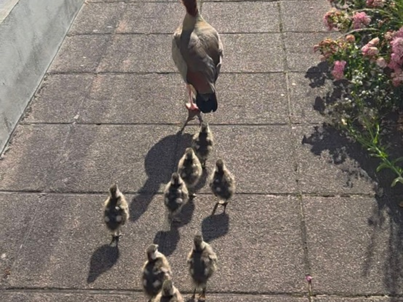 POL-PIZW: Odyssee der Nilgänse - Foto: presseportal.de