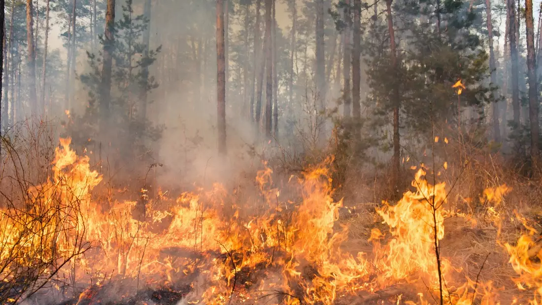 Zunehmende Waldbrandgefahr: Maßnahmen für den Wald dringend notwendig - Bild: presseportal.de