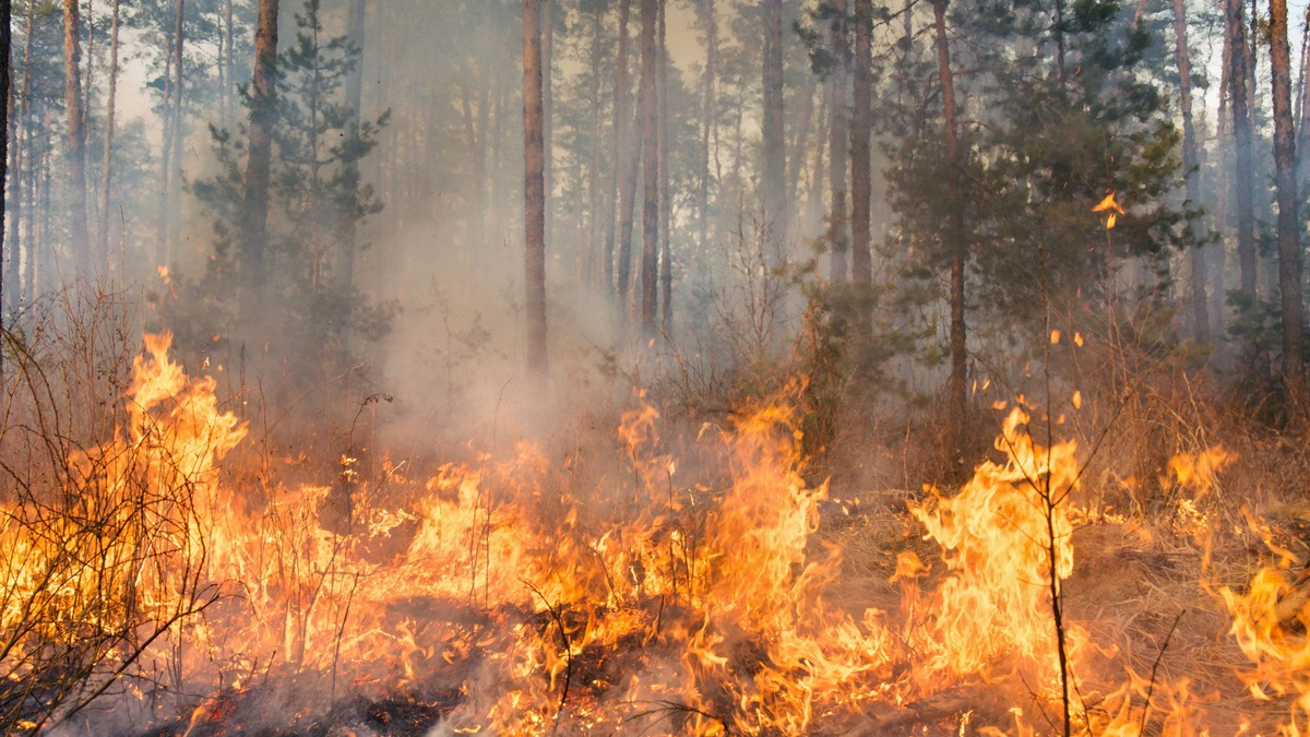 Zunehmende Waldbrandgefahr: Maßnahmen für den Wald dringend notwendig - Foto: presseportal.de