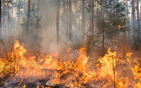 Zunehmende Waldbrandgefahr: Maßnahmen für den Wald dringend notwendig - Foto: presseportal.de