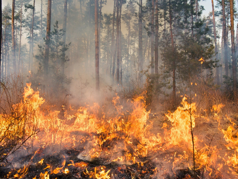 Zunehmende Waldbrandgefahr: Maßnahmen für den Wald dringend notwendig - Foto: presseportal.de