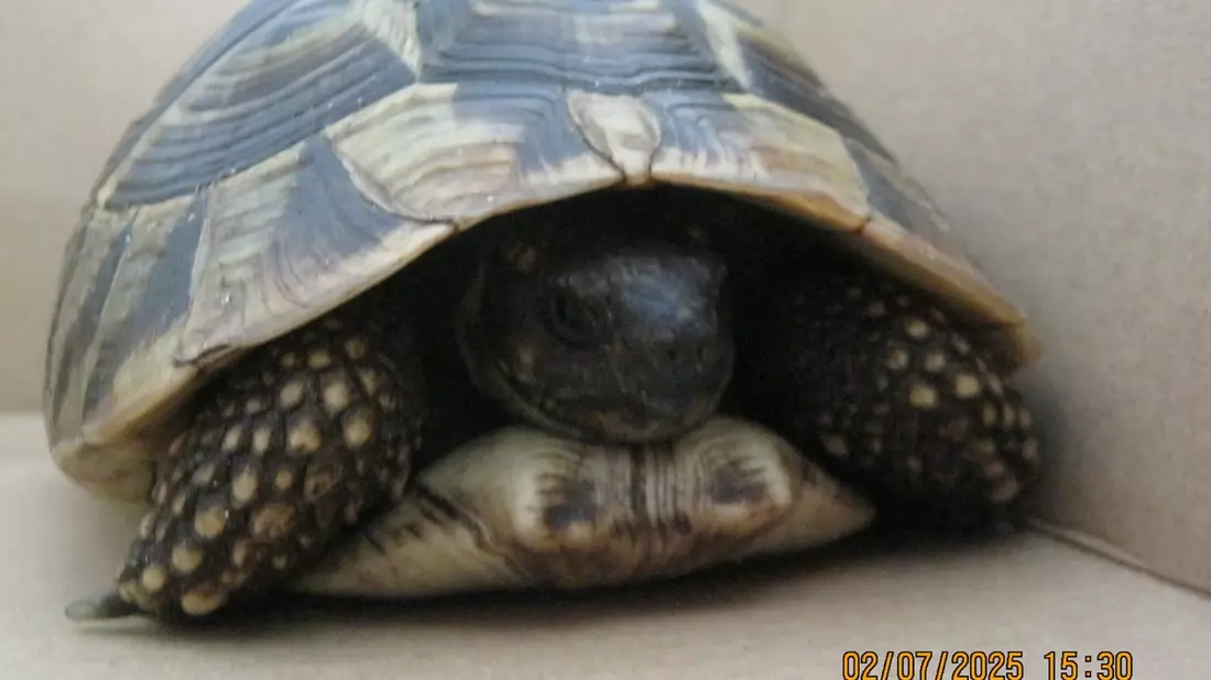 POL-FL: Risum-Lindholm/B5 - Schildi auf der B5 unterwegs, wer vermisst seine griechische Landschildkröte? - Bild: presseportal.de