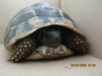 POL-FL: Risum-Lindholm/B5 - Schildi auf der B5 unterwegs, wer vermisst seine griechische Landschildkröte? - Foto: presseportal.de