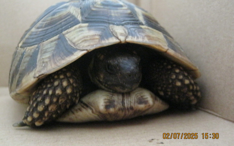 POL-FL: Risum-Lindholm/B5 - Schildi auf der B5 unterwegs, wer vermisst seine griechische Landschildkröte? - Foto: presseportal.de