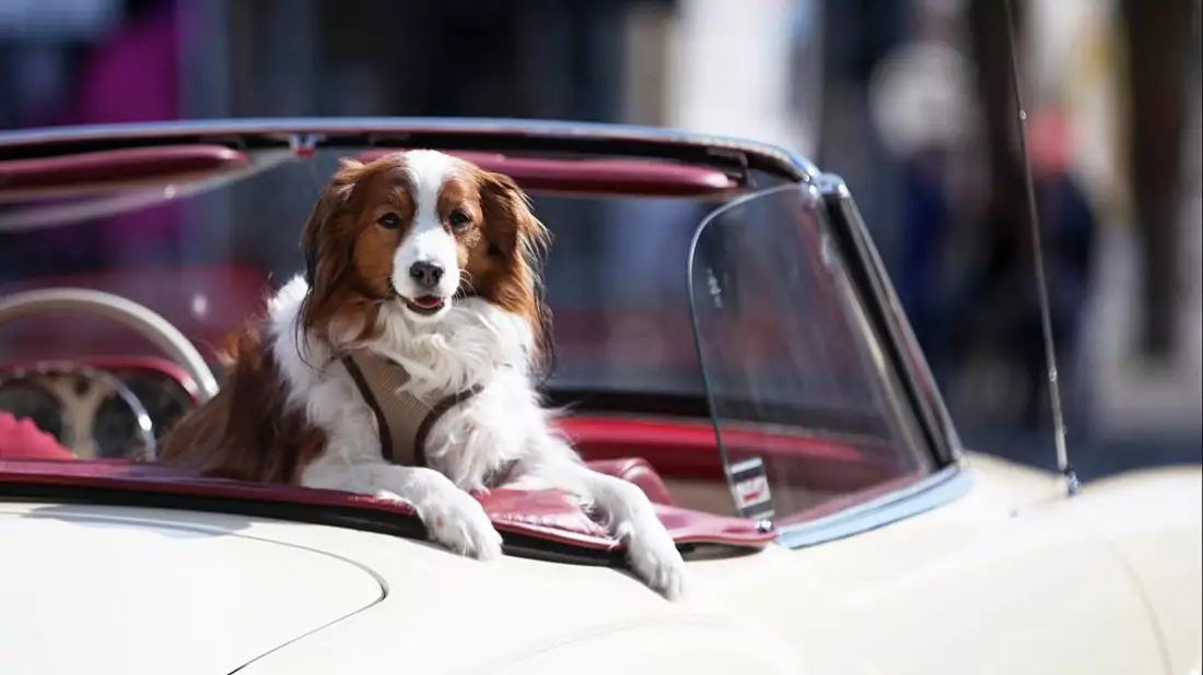 Hund in einem Oldtimer (Archiv) - Bild: über dts Nachrichtenagentur