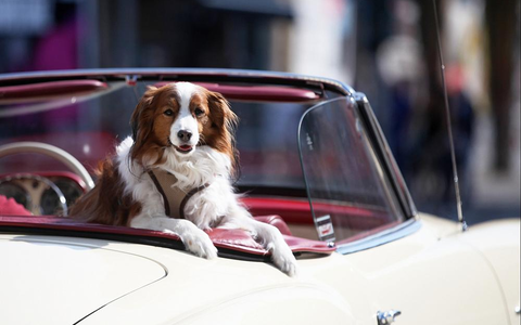 Hund in einem Oldtimer (Archiv) - Foto: über dts Nachrichtenagentur
