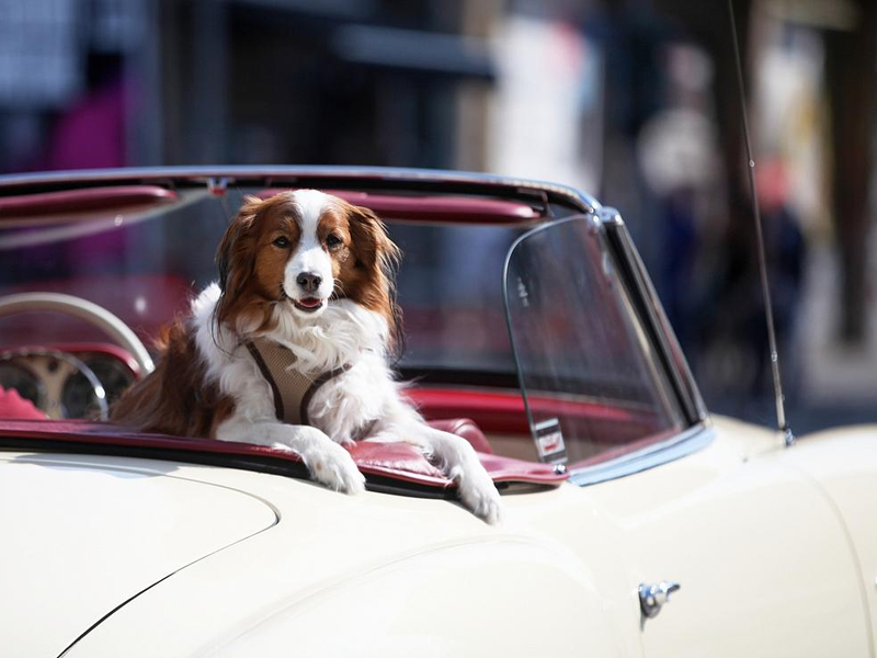 Hund in einem Oldtimer (Archiv) - Foto: über dts Nachrichtenagentur