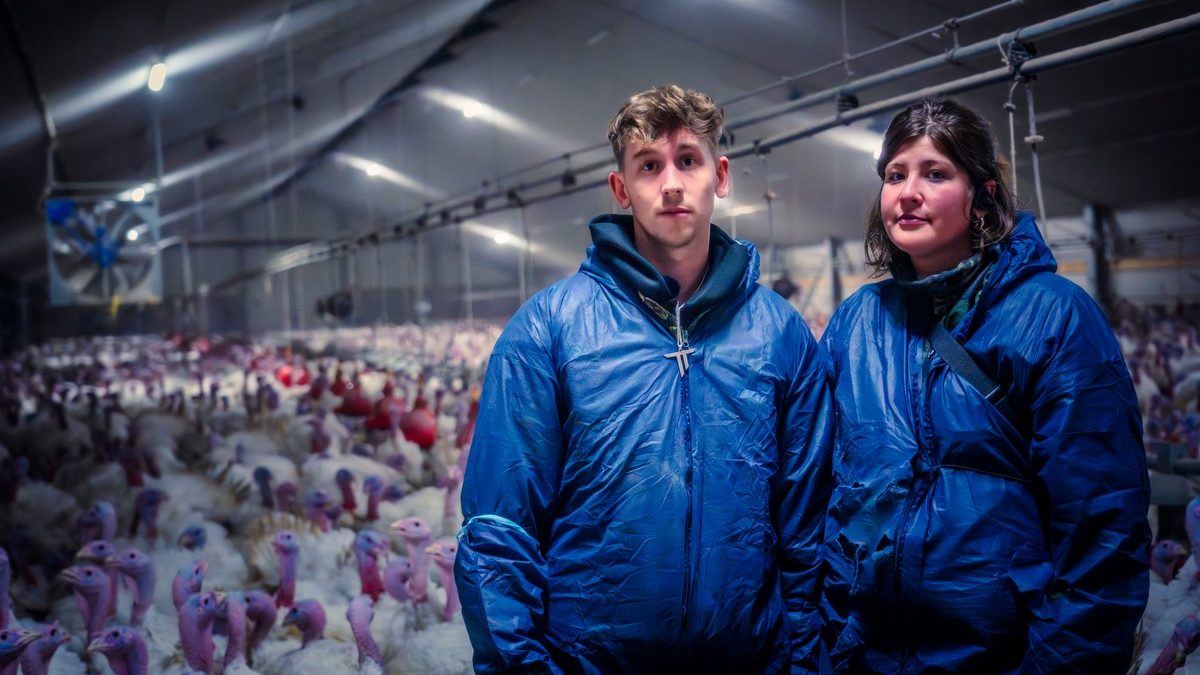 Sänger Tom Twers rettet Puten aus Mastanlage - ANINOVA deckt grausame Zustände auf - Foto: presseportal.de