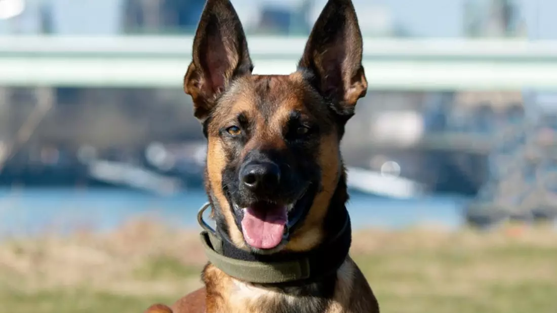 POL-K: 250703-2-K Polizeihund Loki stellt Kiosk-Einbrecher - 34-Jähriger festgenommen - Bild: presseportal.de