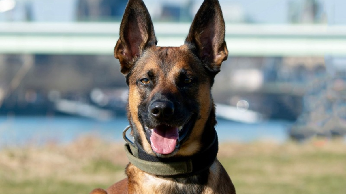 POL-K: 250703-2-K Polizeihund Loki stellt Kiosk-Einbrecher - 34-Jähriger festgenommen - Foto: presseportal.de