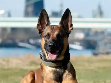 POL-K: 250703-2-K Polizeihund Loki stellt Kiosk-Einbrecher - 34-Jähriger festgenommen - Foto: presseportal.de