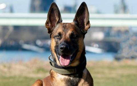 POL-K: 250703-2-K Polizeihund Loki stellt Kiosk-Einbrecher - 34-Jähriger festgenommen - Foto: presseportal.de