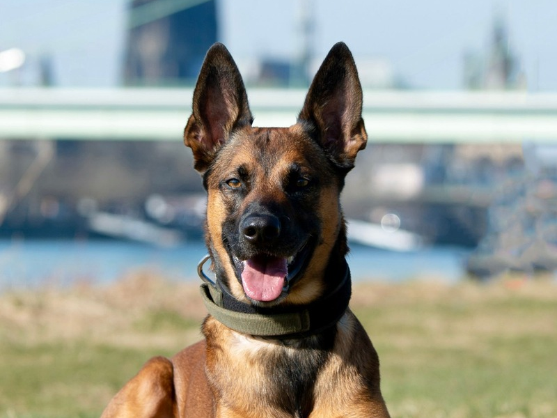 POL-K: 250703-2-K Polizeihund Loki stellt Kiosk-Einbrecher - 34-Jähriger festgenommen - Foto: presseportal.de