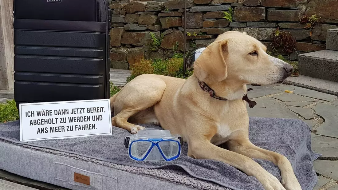 BfT/bpt-Video-Challenge Mit dem Hund auf Reisen : Gewinner stehen fest - Bild: presseportal.de