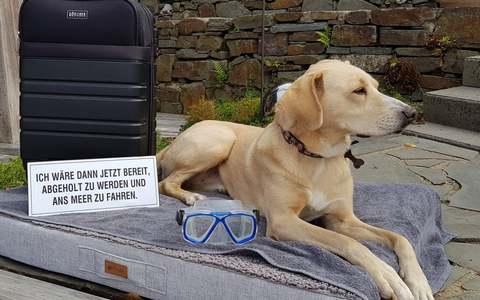 BfT/bpt-Video-Challenge Mit dem Hund auf Reisen : Gewinner stehen fest - Foto: presseportal.de