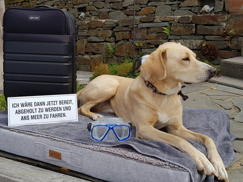 BfT/bpt-Video-Challenge Mit dem Hund auf Reisen : Gewinner stehen fest - Foto: presseportal.de