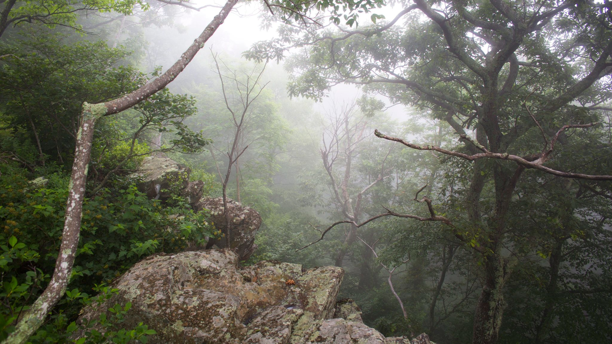 Trump: Nationalparkbesuch wird für ausländische Touristen teurer - Foto: Jim Lo Scalzo/dpa