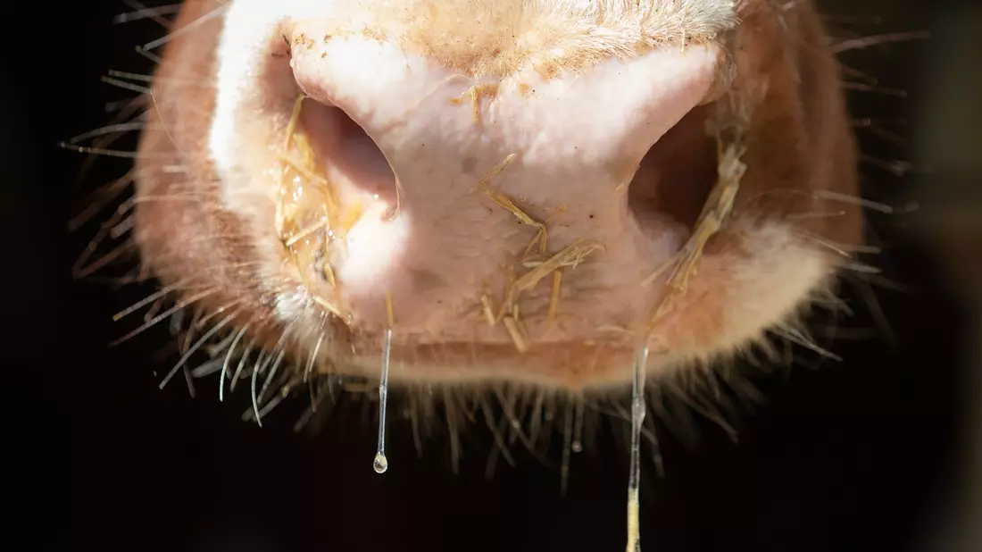 Auch in Deutschland besteht Sorge vor der Rinderkrankheit Lumpy Skin Disease. (Symbolbild) - Bild: Friso Gentsch/dpa