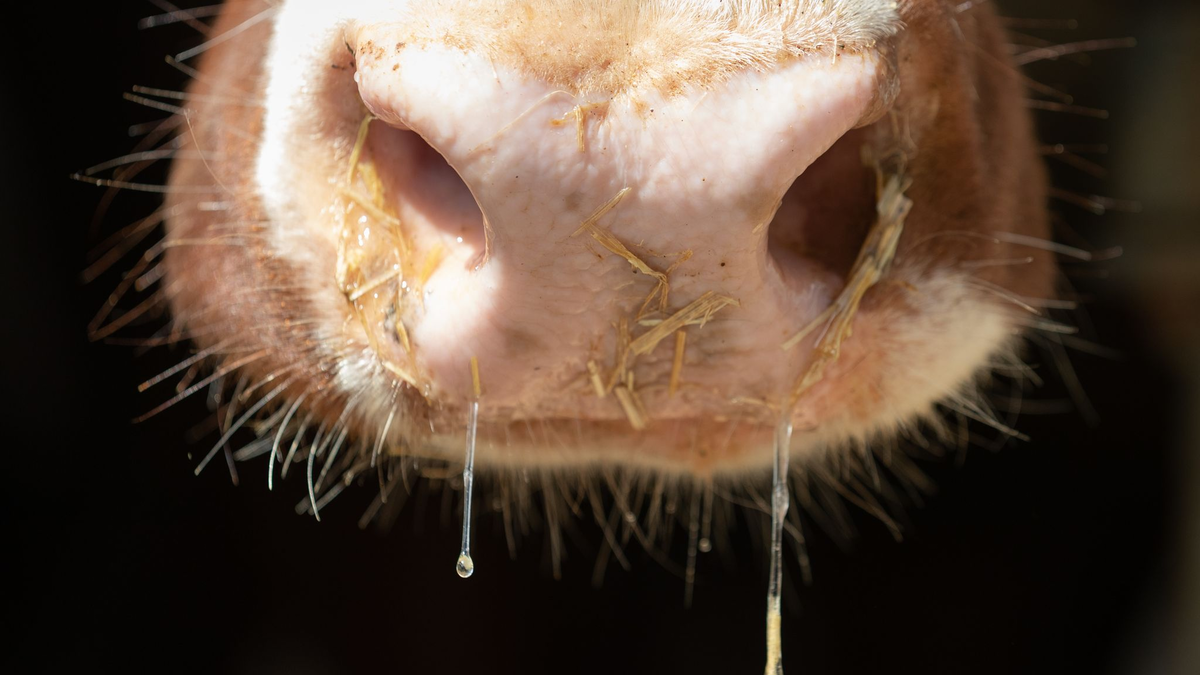 Auch in Deutschland besteht Sorge vor der Rinderkrankheit Lumpy Skin Disease. (Symbolbild) - Foto: Friso Gentsch/dpa