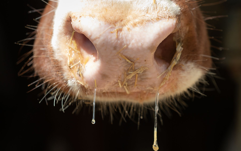 Auch in Deutschland besteht Sorge vor der Rinderkrankheit Lumpy Skin Disease. (Symbolbild) - Foto: Friso Gentsch/dpa Auch in Deutschland besteht Sorge vor der Rinderkrankheit Lumpy Skin Disease. (Symbolbild) - Foto: Friso Gentsch/dpa