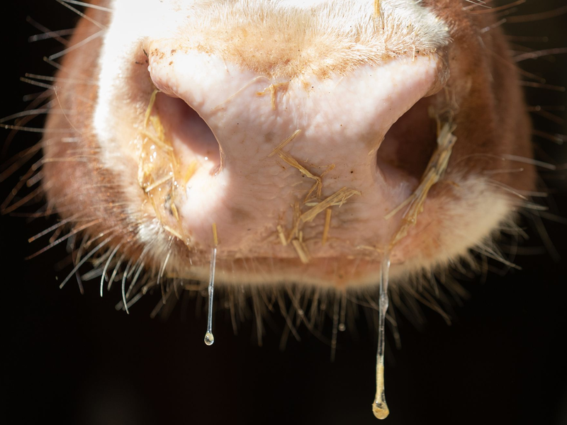 Auch in Deutschland besteht Sorge vor der Rinderkrankheit Lumpy Skin Disease. (Symbolbild) - Foto: Friso Gentsch/dpa