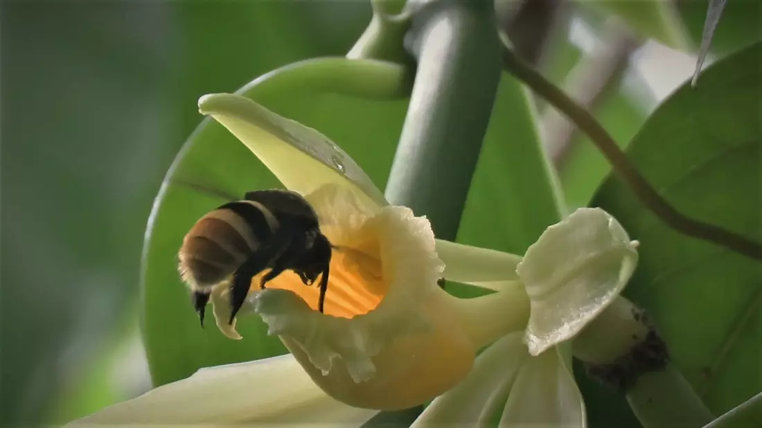 Während etwa die Vanilla inodora nur in Nebelwäldern und tiefergelegenen Regionen mit starken Niederschlägen wächst, kommen andere Arten nur in heißen Regionen mit langen Trockenphasen vor. - Bild: Charlotte Watteyn/Eurekalert/dpa