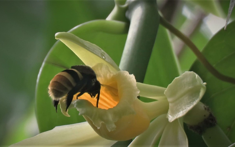 Während etwa die Vanilla inodora nur in Nebelwäldern und tiefergelegenen Regionen mit starken Niederschlägen wächst, kommen andere Arten nur in heißen Regionen mit langen Trockenphasen vor. - Foto: Charlotte Watteyn/Eurekalert/dpa