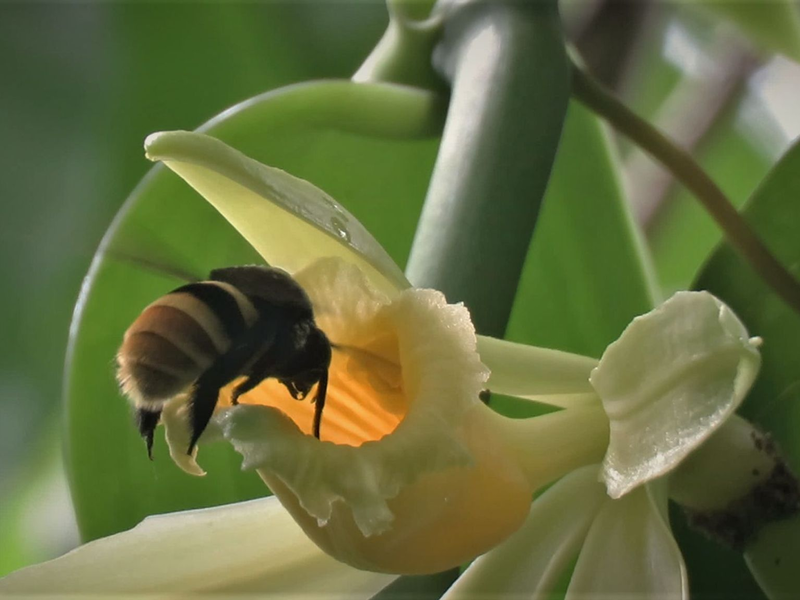 Während etwa die Vanilla inodora nur in Nebelwäldern und tiefergelegenen Regionen mit starken Niederschlägen wächst, kommen andere Arten nur in heißen Regionen mit langen Trockenphasen vor. - Foto: Charlotte Watteyn/Eurekalert/dpa