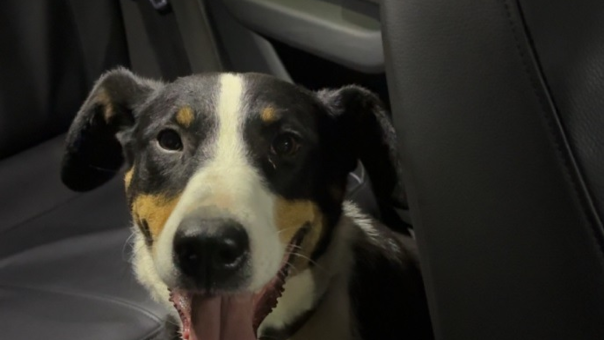 POL-PIROK: Fundhund sucht seinen Besitzer - Foto: presseportal.de