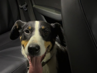 POL-PIROK: Fundhund sucht seinen Besitzer - Foto: presseportal.de