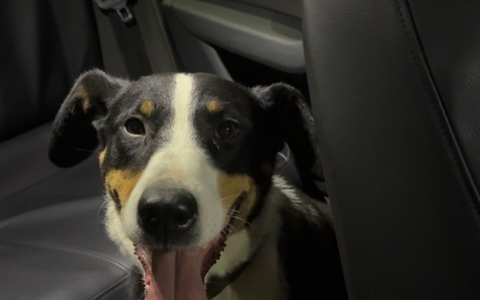 POL-PIROK: Fundhund sucht seinen Besitzer - Foto: presseportal.de