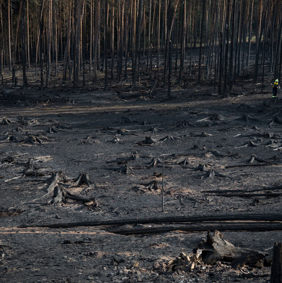 Auf der Saalfelder Höhe in Thüringen konnten die Einsatzkräfte über Nacht eine Ausbreitung verhindern. - Foto: Daniel Vogl/dpa