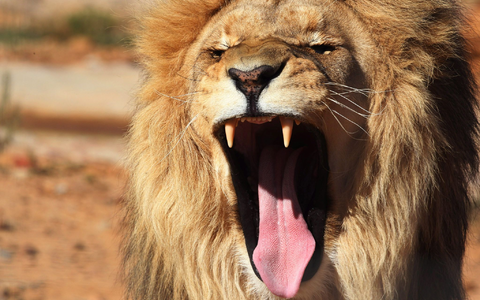 Ein Löwe war aus seinem Käfig in Antalya ausgebrochen. (Symbolbild) - Foto: Mohamed Messara/EPA/dpa
