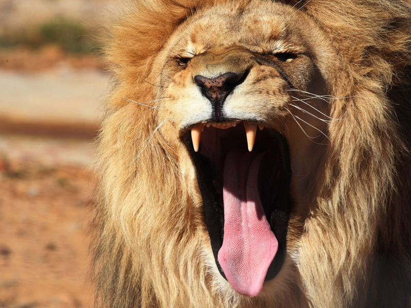 Ein Löwe war aus seinem Käfig in Antalya ausgebrochen. (Symbolbild) - Foto: Mohamed Messara/EPA/dpa