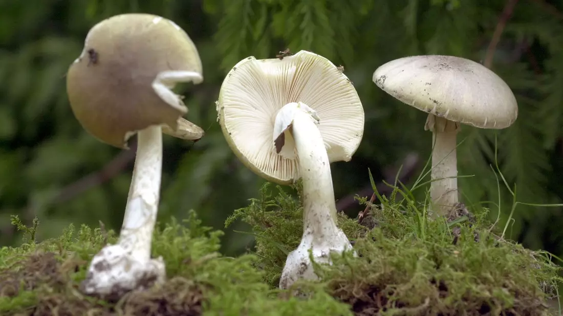 Der Grüne Knollenblätterpilz ist extrem giftig - und ähnelt harmlosen Champignons. (Archivbild) - Bild: Bernd Wüstneck/dpa-Zentralbild/dpa