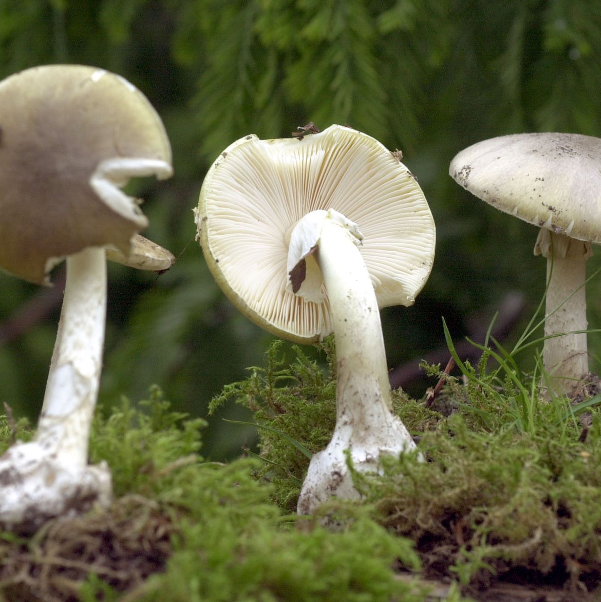 Der Grüne Knollenblätterpilz ist extrem giftig - und ähnelt harmlosen Champignons. (Archivbild) - Foto: Bernd Wüstneck/dpa-Zentralbild/dpa