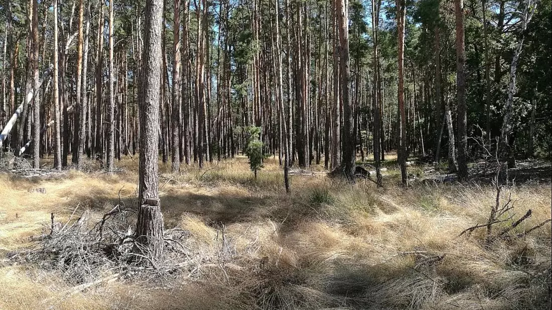 Wald (Archiv) - Bild: über dts Nachrichtenagentur