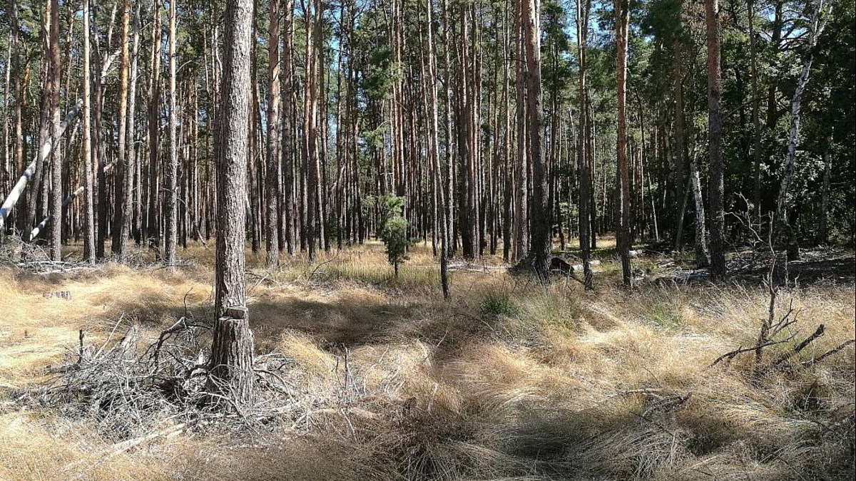 Wald (Archiv) - Foto: über dts Nachrichtenagentur