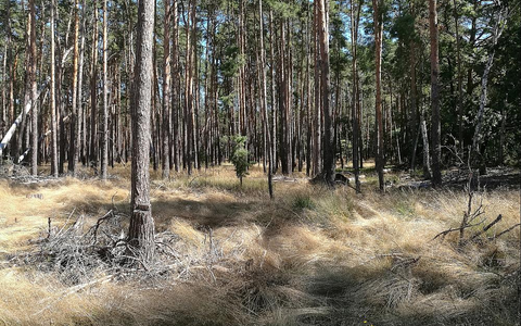 Wald (Archiv) - Foto: über dts Nachrichtenagentur