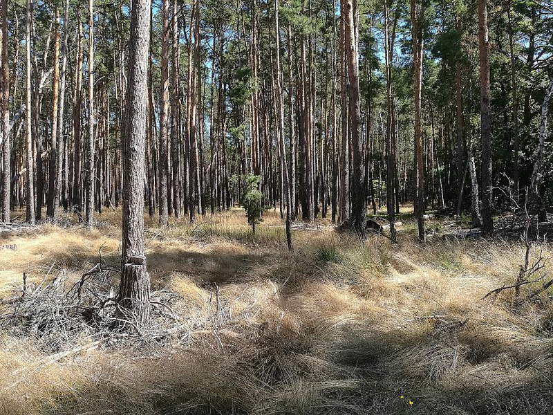 Wald (Archiv) - Foto: über dts Nachrichtenagentur